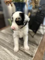 Girl 2, a female Australian Shepherd for sale in Eustis, FL – Photo 7 of 8