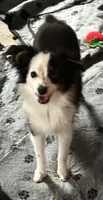 Ski, a female Australian Shepherd for sale in Eustis, FL – 2 of 2