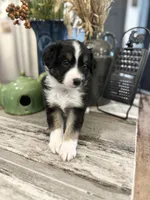Boy 3, a male Australian Shepherd for sale in Eustis, FL – Photo 8 of 8