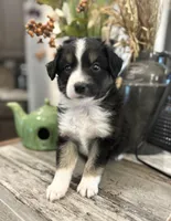 Boy 3, a male Australian Shepherd for sale in Eustis, FL – Photo 4 of 8