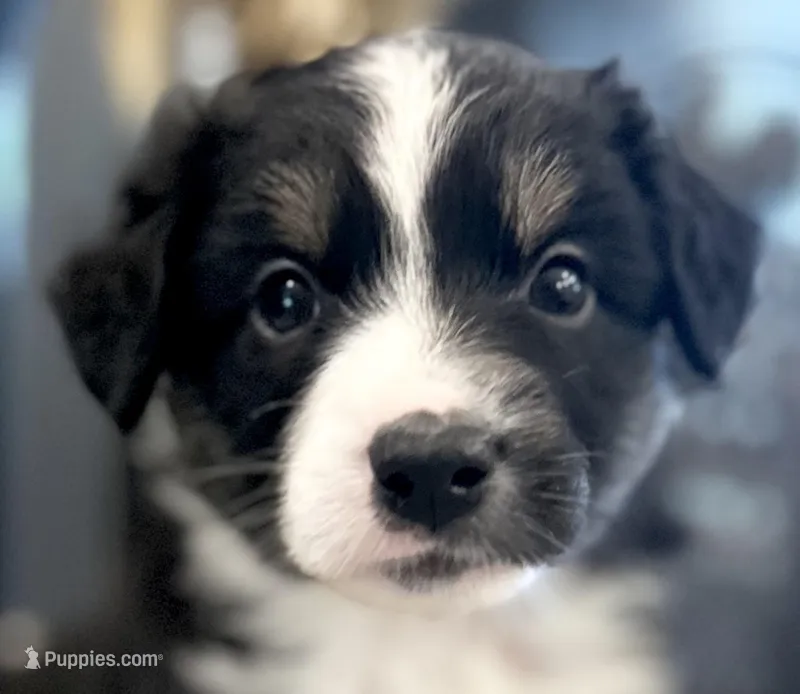 Boy 3 – Australian Shepherd puppy for sale in Eustis, FL