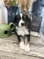 Boy 3, a male Australian Shepherd for sale in Eustis, FL – Photo 6 of 8