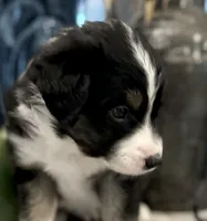 Boy 3, a male Australian Shepherd for sale in Eustis, FL – Photo 2 of 8