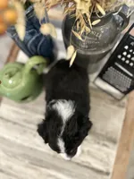 Boy 3, a male Australian Shepherd for sale in Eustis, FL – Photo 7 of 8