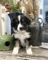 Boy 3, a male Australian Shepherd for sale in Eustis, FL – Photo 5 of 8