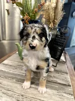 Girl 1, a female Australian Shepherd for sale in Eustis, FL – Photo 7 of 7