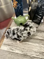 Girl 1, a female Australian Shepherd for sale in Eustis, FL – Photo 4 of 7