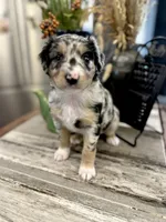 Girl 1, a female Australian Shepherd for sale in Eustis, FL – Photo 3 of 7