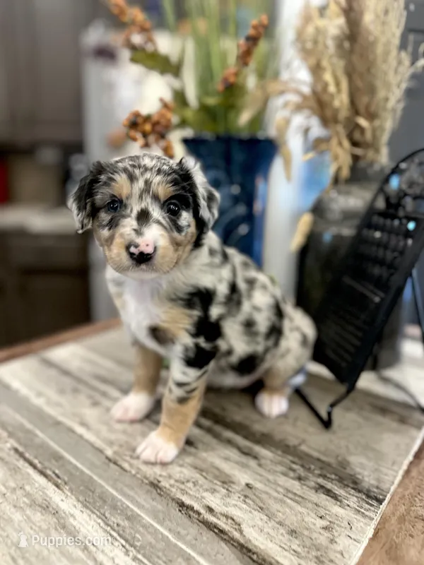 Girl 1 – Australian Shepherd puppy for sale in Eustis, FL