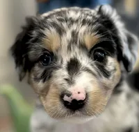 Girl 1, a female Australian Shepherd for sale in Eustis, FL – Photo 2 of 7