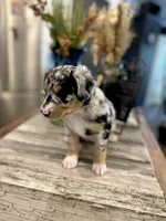 Girl 1, a female Australian Shepherd for sale in Eustis, FL – Photo 6 of 7