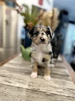 Girl 1, a female Australian Shepherd for sale in Eustis, FL – Photo 5 of 7