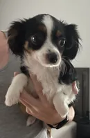 Juliet, a female Australian Shepherd for sale in Eustis, FL – 2 of 2