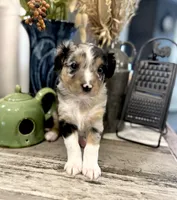 Boy 1, a male Australian Shepherd for sale in Eustis, FL – Photo 1 of 7
