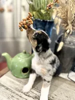 Boy 1, a male Australian Shepherd for sale in Eustis, FL – Photo 7 of 7