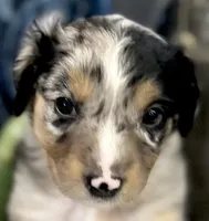 Boy 1, a male Australian Shepherd for sale in Eustis, FL – Photo 3 of 7