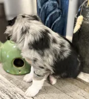 Boy 1, a male Australian Shepherd for sale in Eustis, FL – Photo 5 of 7