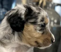 Boy 1, a male Australian Shepherd for sale in Eustis, FL – Photo 2 of 7