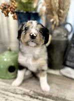 Boy 1, a male Australian Shepherd for sale in Eustis, FL – Photo 4 of 7