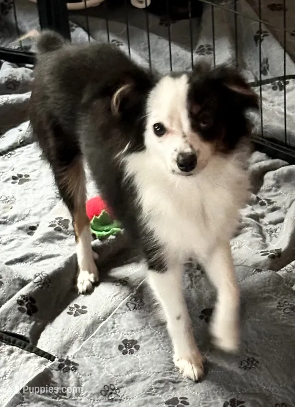 Ski – Australian Shepherd puppy for sale in Eustis, FL