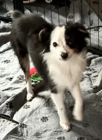 Ski, a female Australian Shepherd for sale in Eustis, FL – 1 of 2