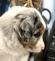 Boy 4, a male Australian Shepherd for sale in Eustis, FL – Photo 2 of 6