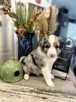 Boy 4, a male Australian Shepherd for sale in Eustis, FL – Photo 1 of 6