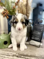 Boy 4, a male Australian Shepherd for sale in Eustis, FL – Photo 5 of 6