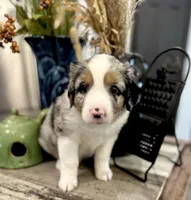 Boy 4, a male Australian Shepherd for sale in Eustis, FL – Photo 3 of 6