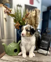 Boy 4, a male Australian Shepherd for sale in Eustis, FL – Photo 4 of 6