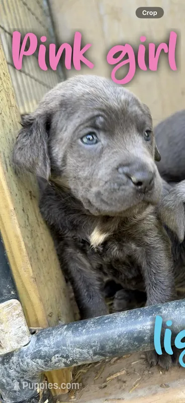 pink – Cane Corso puppy for sale in Gilbert Creek, WV