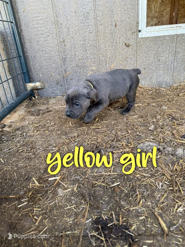 yellow – Cane Corso puppy for sale in Gilbert Creek, WV