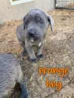 orange , a male Cane Corso for sale in Gilbert Creek, WV – Photo 1 of 2