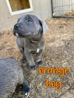 orange , a male Cane Corso for sale in Gilbert Creek, WV – Photo 2 of 2