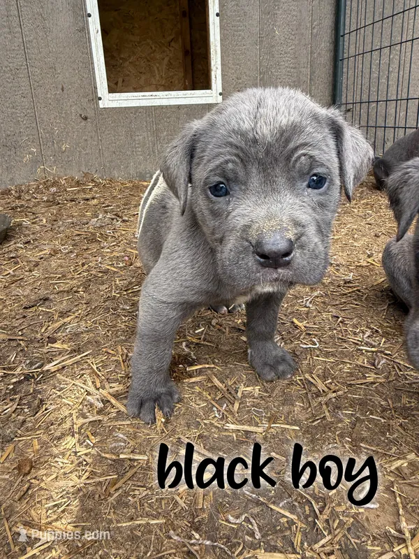 Black Boy – Cane Corso puppy for sale in Gilbert Creek, WV