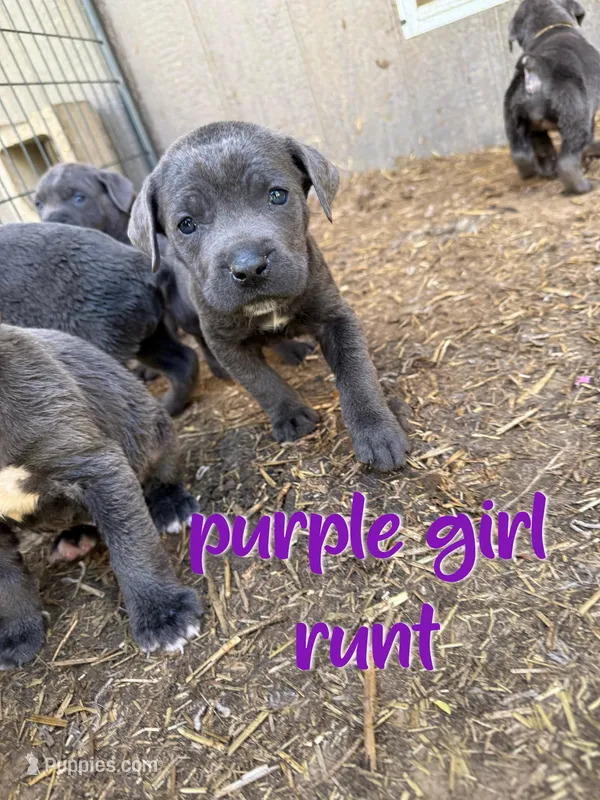purple  – Cane Corso puppy for sale in Gilbert Creek, WV