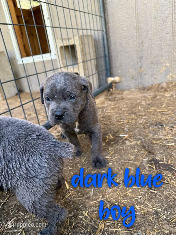 dark blue – Cane Corso puppy for sale in Gilbert Creek, WV