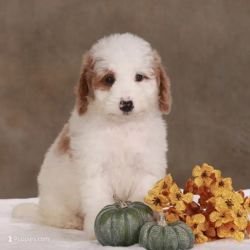 Dion  – Miniature Goldendoodle puppy for sale in Russell, MA