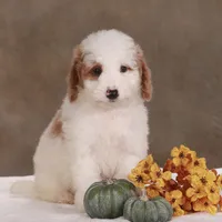 Dion , a male Miniature Goldendoodle for sale in Russell, MA – 1 of 1