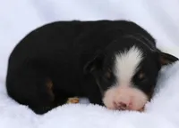 Lewis- Genetic Tested!, a male Bernedoodle for sale in Russell, MA – 10 of 10
