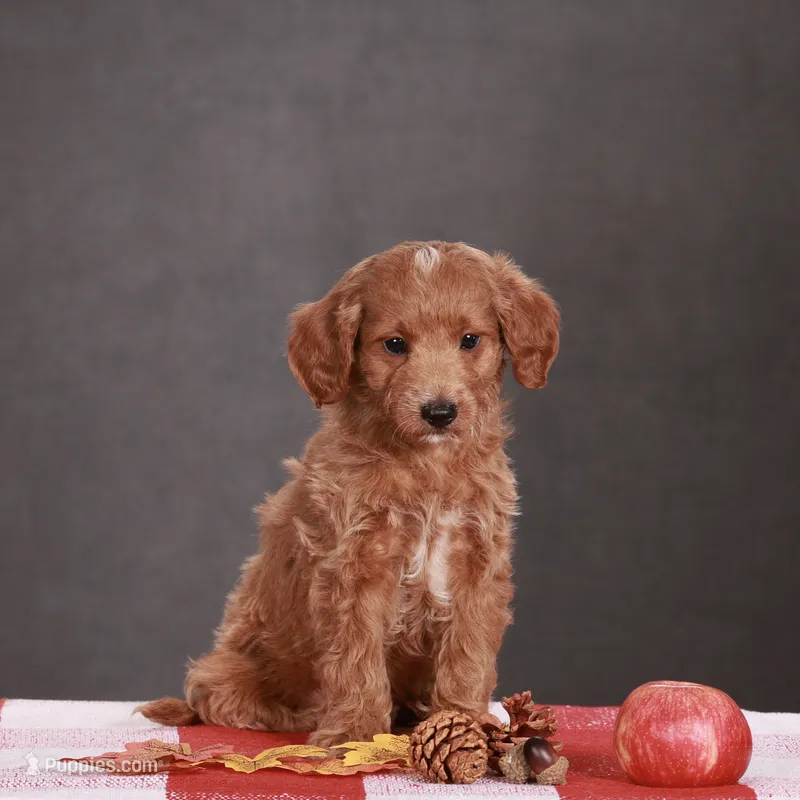 Ash – Miniature Goldendoodle puppy for sale in Russell, MA