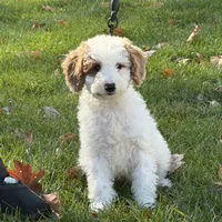 Snoopy, a male Miniature Goldendoodle for sale in Russell, MA – 4 of 5