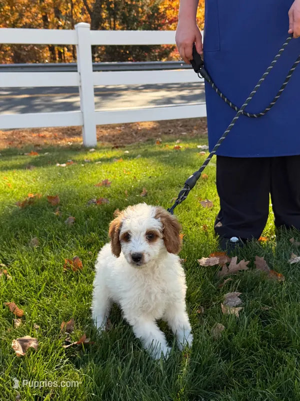Mario  – Miniature Goldendoodle puppy for sale in Russell, MA