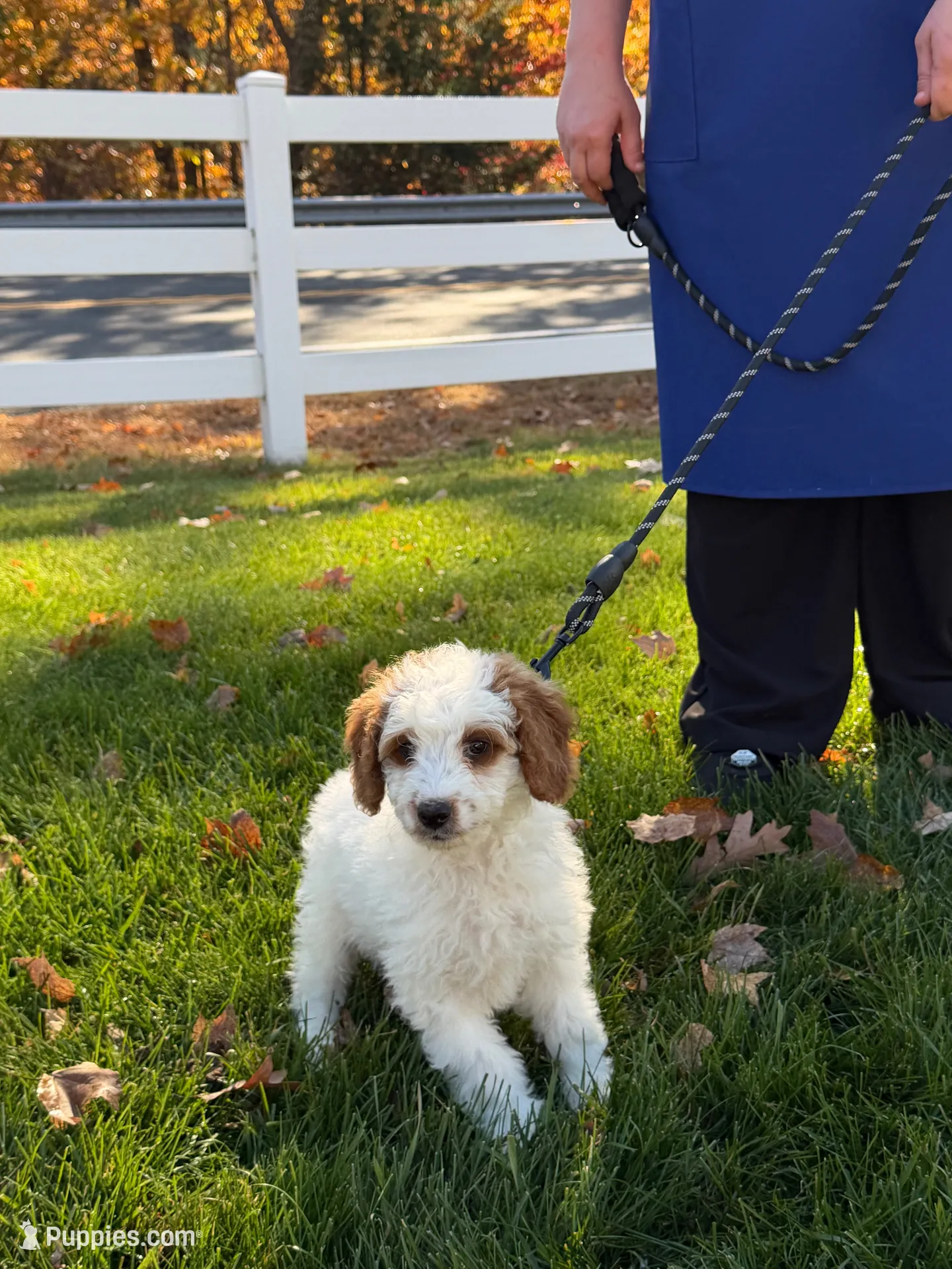 Mario , a male Miniature Goldendoodle for sale in Russell, MA – 1 of 1