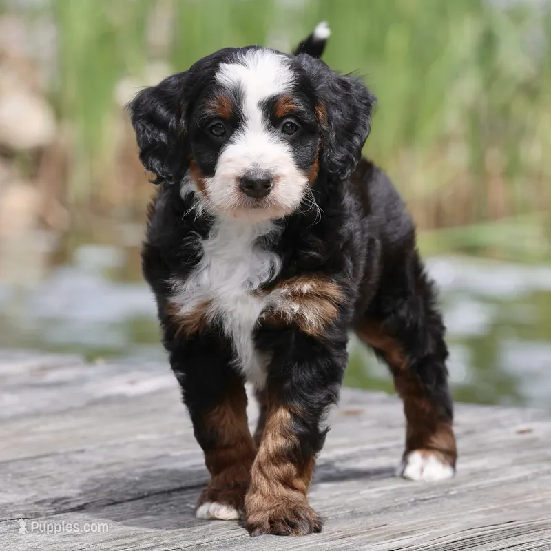 Lewis- Genetic Tested! – Bernedoodle puppy for sale in Russell, MA