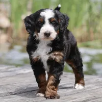 Lewis- Genetic Tested!, a male Bernedoodle for sale in Russell, MA – 1 of 10
