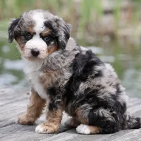 Leo- Genetic Tested, a male Bernedoodle for sale in Russell, MA – 3 of 10