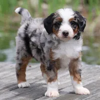 Lance- Genetic Tested, a male Bernedoodle for sale in Russell, MA – 4 of 10