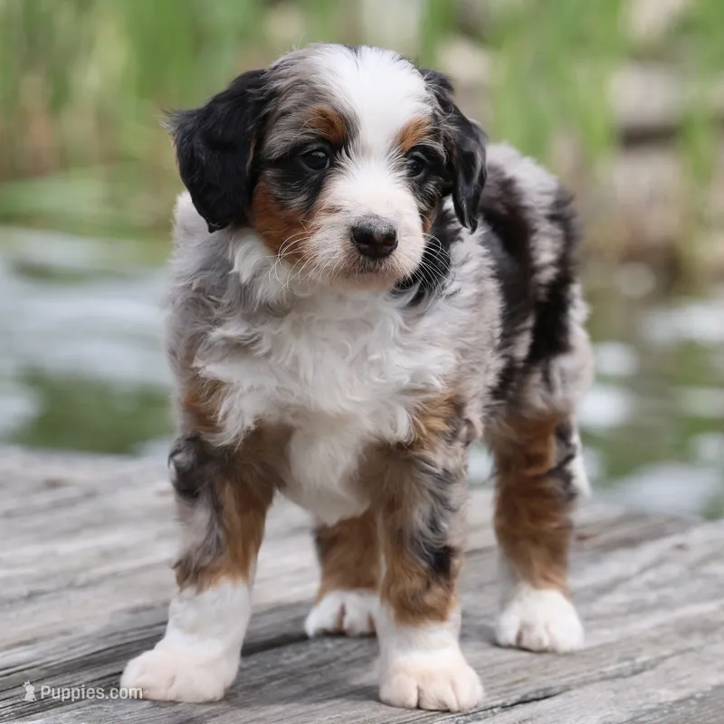 Lance- Genetic Tested – Bernedoodle puppy for sale in Russell, MA