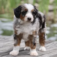 Lance- Genetic Tested, a male Bernedoodle for sale in Russell, MA – 1 of 10